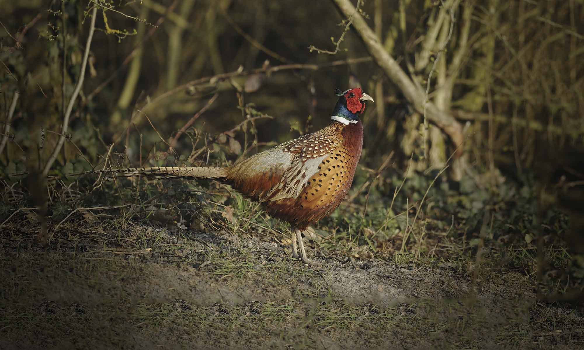 Nos services Faisanderie du Puits de Gaillard éleveurs de gibiers à Le Barp près de Bordeaux 33